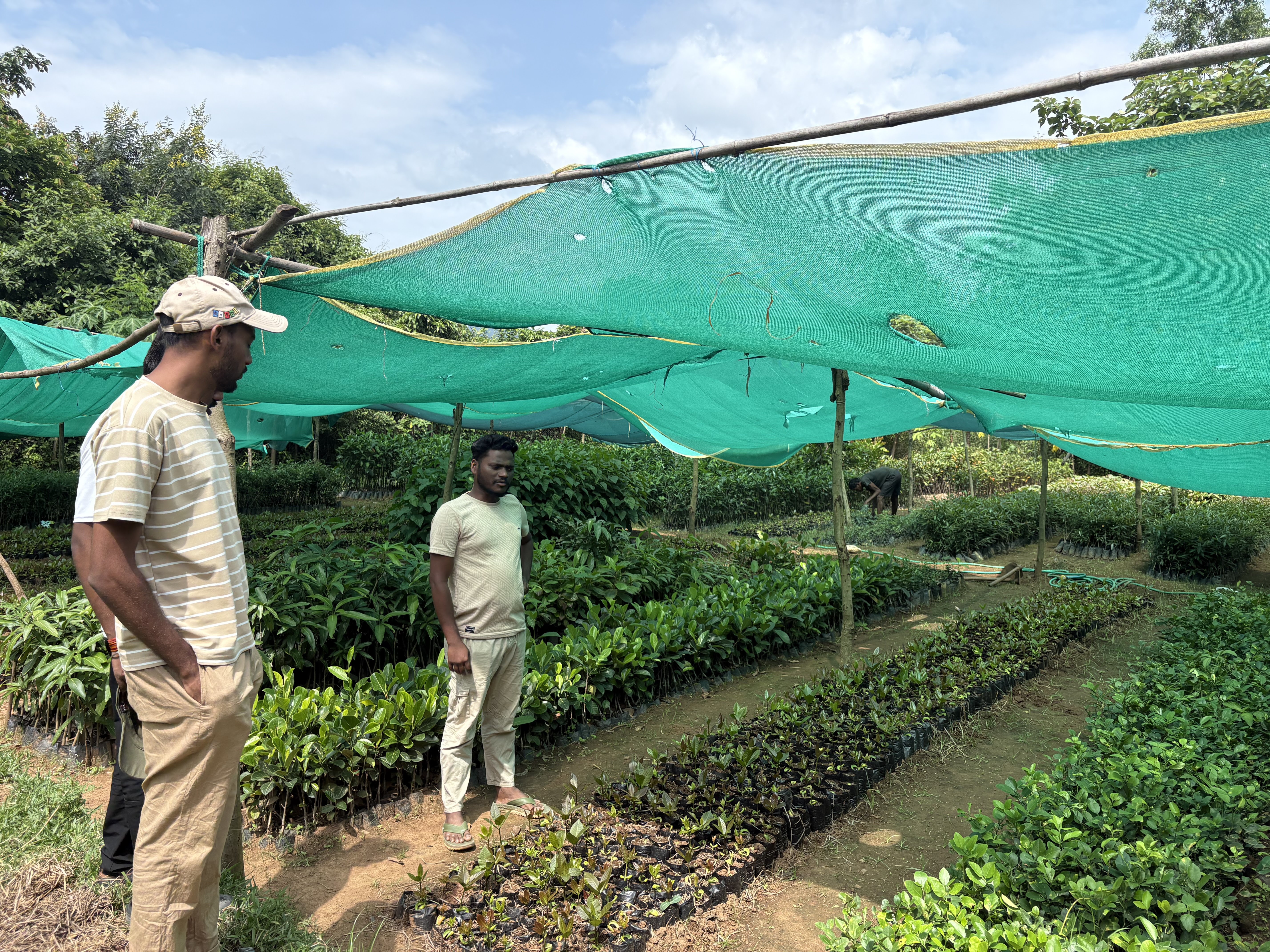Nursery Seedlings