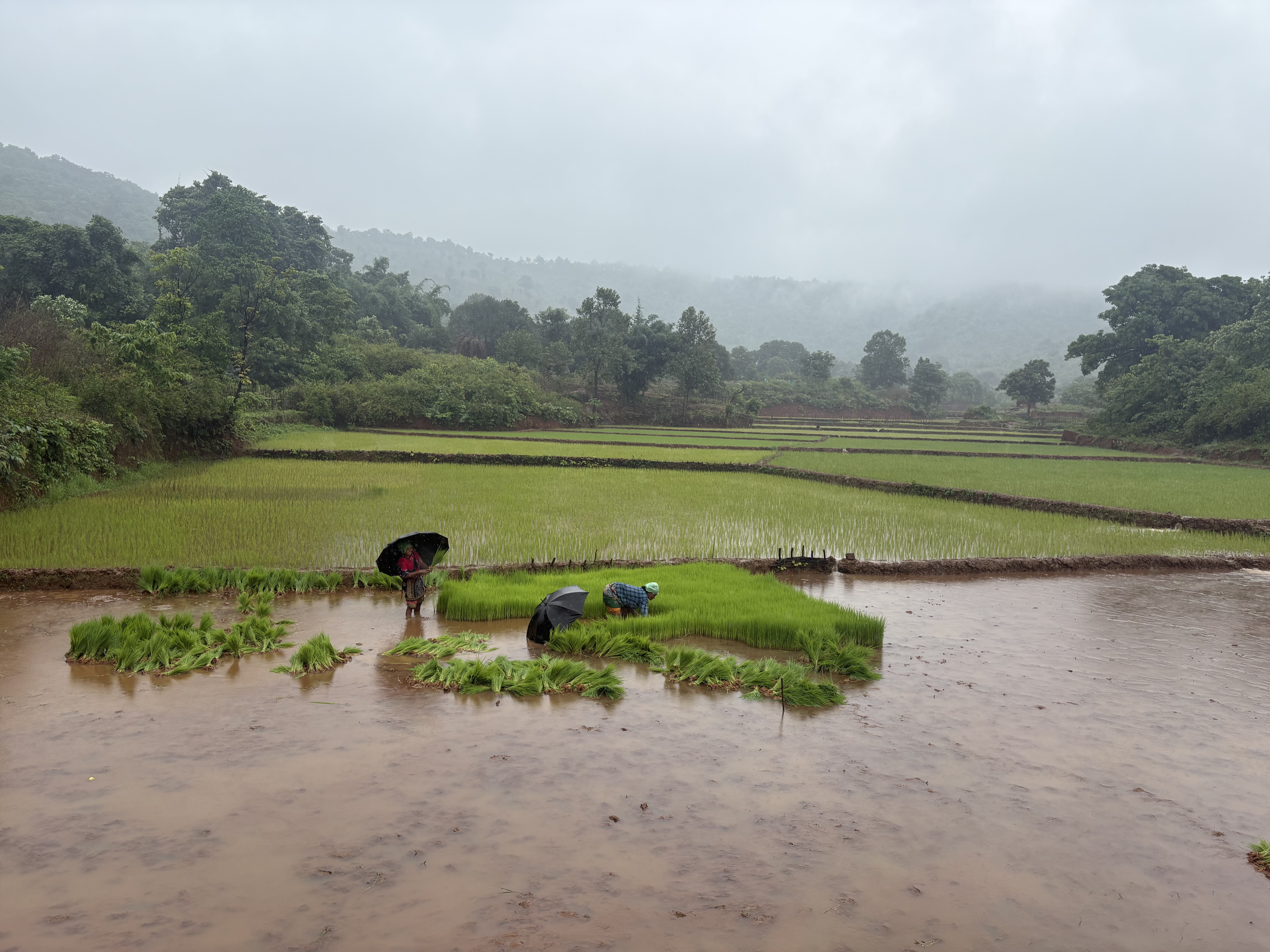 Paddy Transplanting